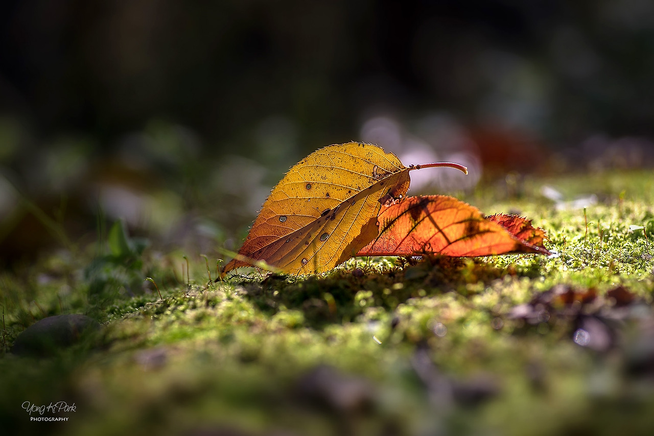 112_0767_66-st-s-The light of this autumn-9.jpg