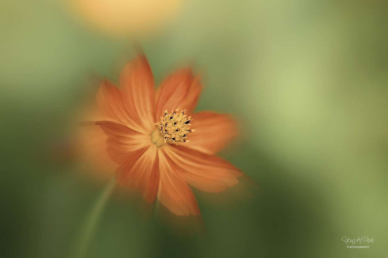 115_3812_10-st-m-2-s-A precious moment of autumn-19.jpg