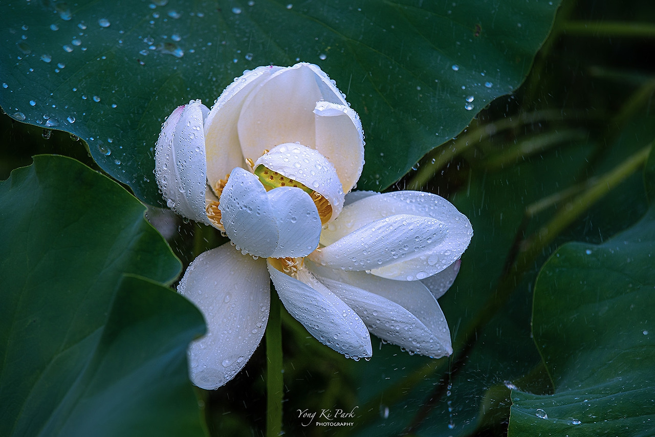 119_4691-s-The summer in Muju-3-1.jpg