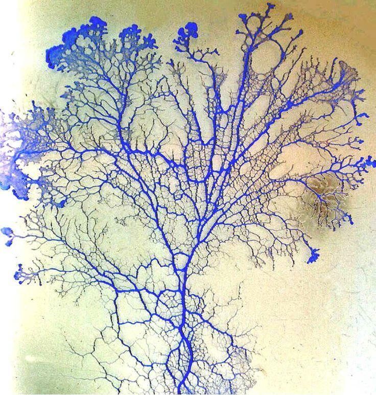 Unseen World on Twitter.jpg