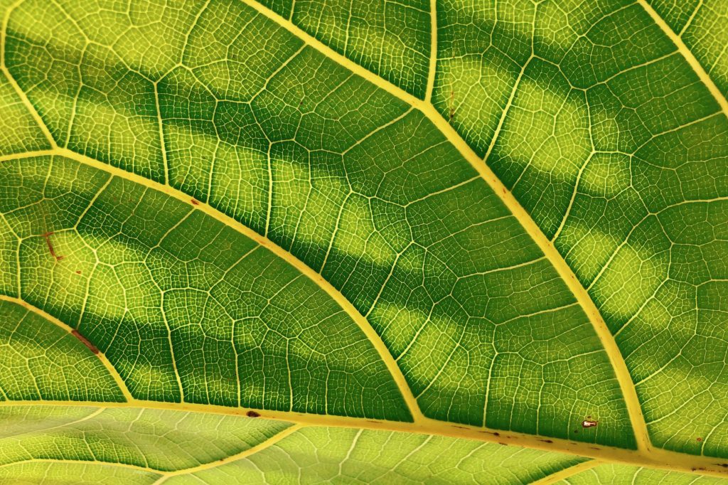 science-world-patterns-fractals-leaf-1024x682.jpg