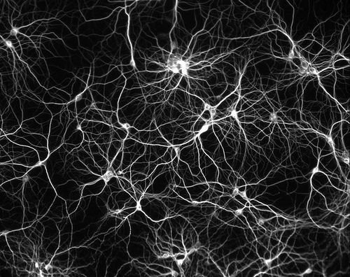 neurons.jpg
