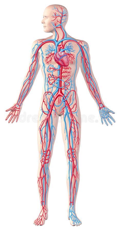 Human Circulatory System, Full Figure, Cutaway Anatomy Illustration, With Clipping Path Included_ Stock Illustration - Illustration of vessels, exam_ 30313801.jpg