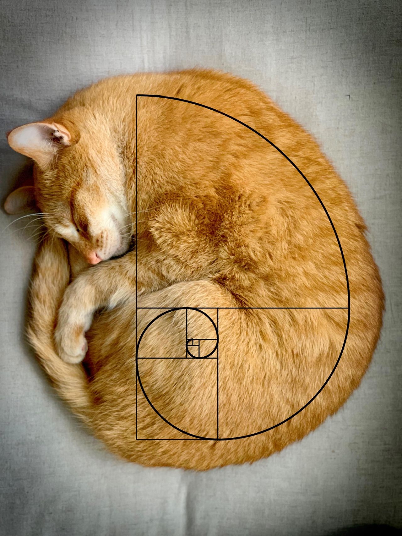 Ginger Fibonacci.jpg