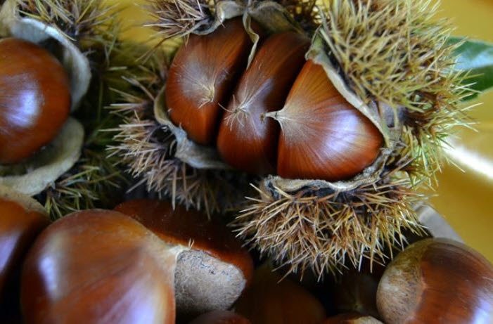 사본 -commonCAP6DMCE.jpg