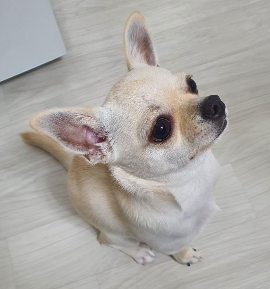 강아지 치와와 평소.jpg