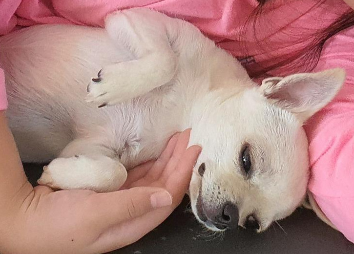 강아지 치와와 기분좋은 표정.jpg