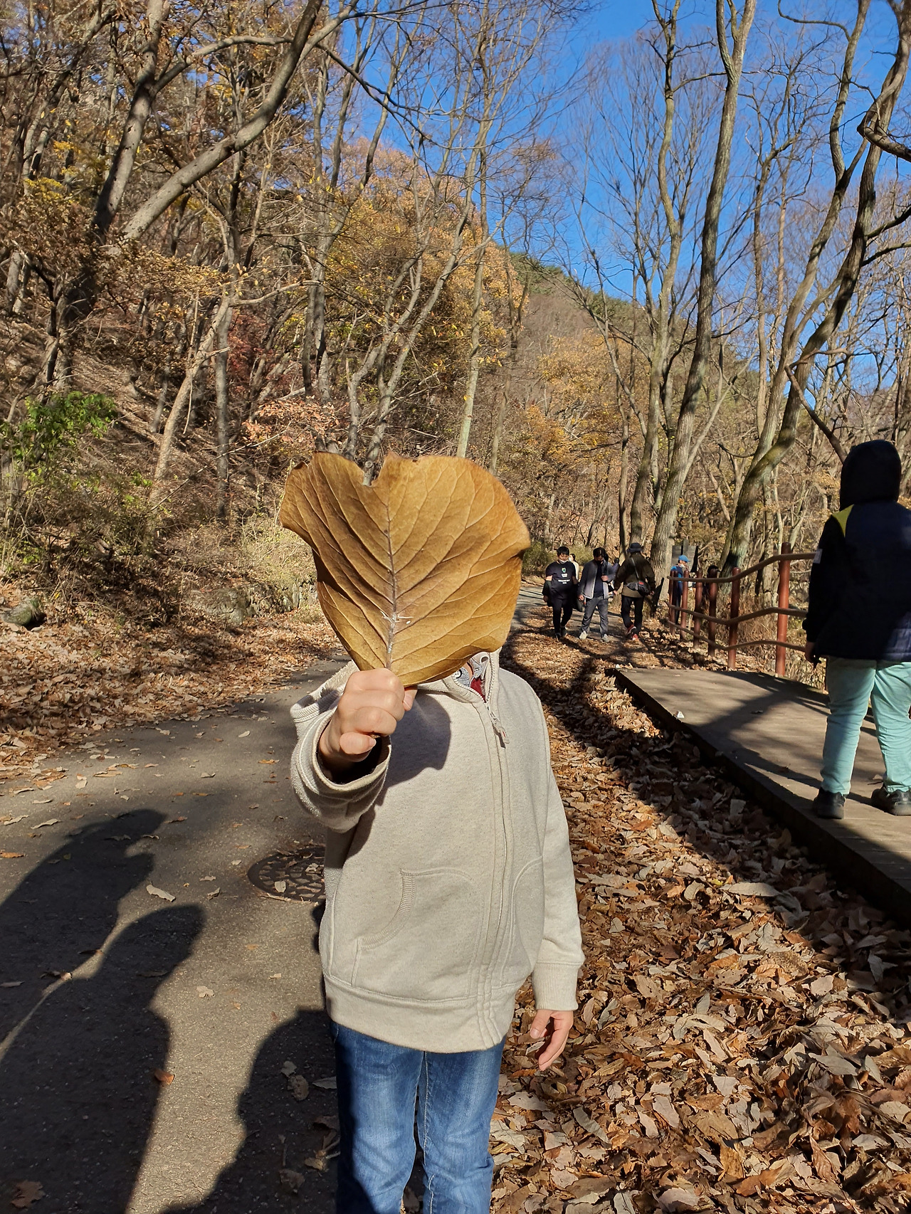 얼굴 가린 큰 단풍.jpg