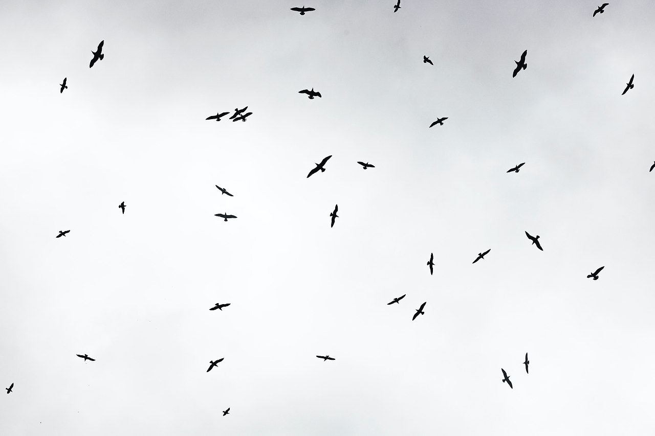 새들을 조심해요.jpg