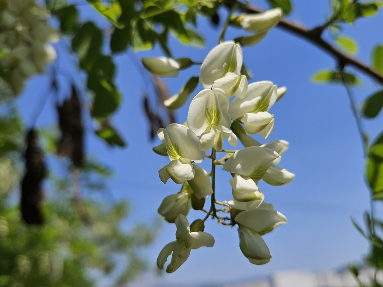 아카시아꽃.jpg