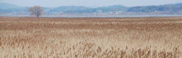 휴전선 갈대밭.jpg