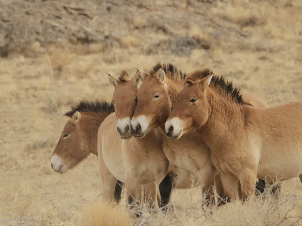 몽골야생말 - 나무위키.jpg
