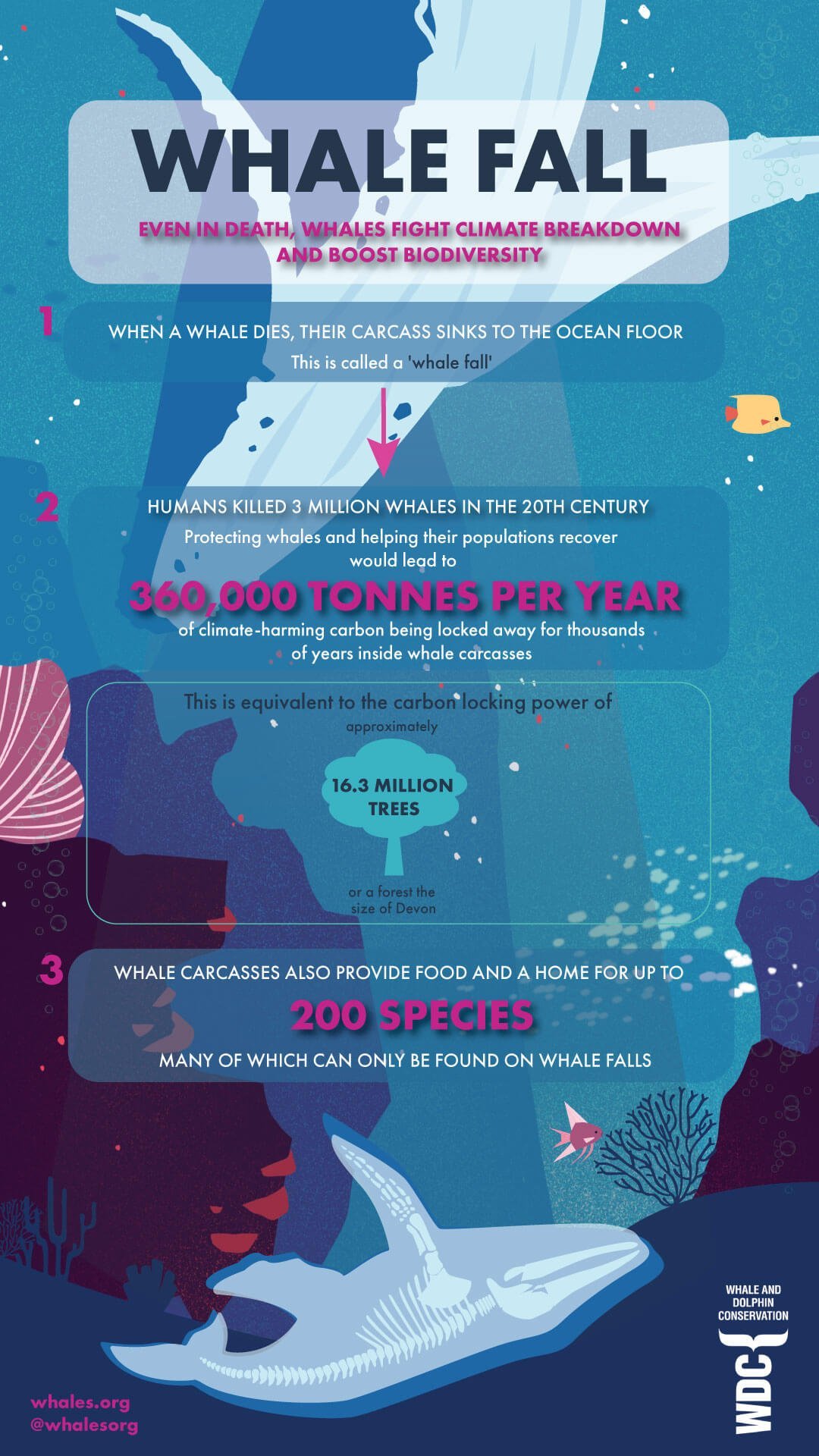 Whales are Climate Giants  Whale and Dolphin Conservation.jpg