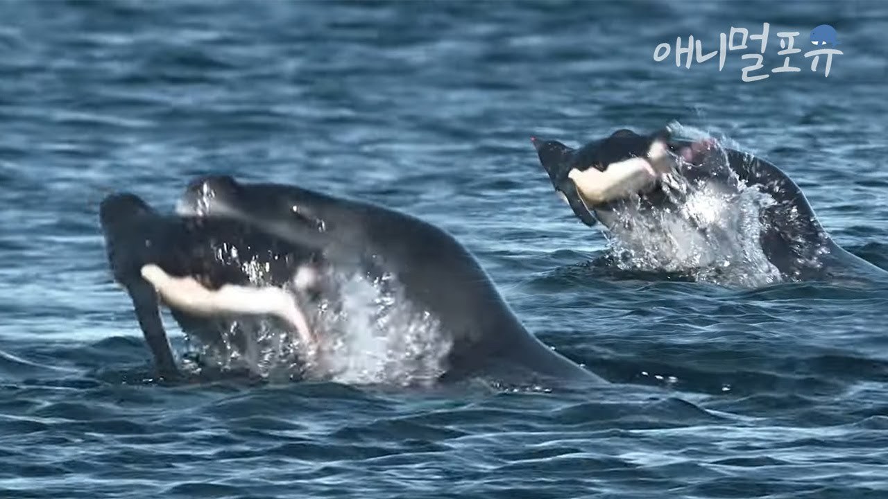 아델리 펭귄 잡아먹기 전에 가지고 노는 웨델물범 ㄷㄷㅣKBS 대기획 23.5 200303 방송.jpg