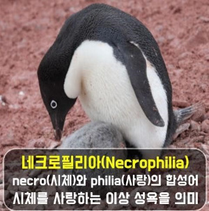 네크로필리아.jpg