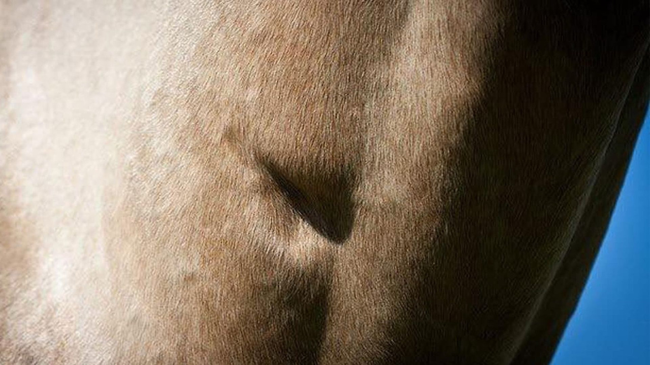 The Legend Of The Prophets Thumbprint.jpg