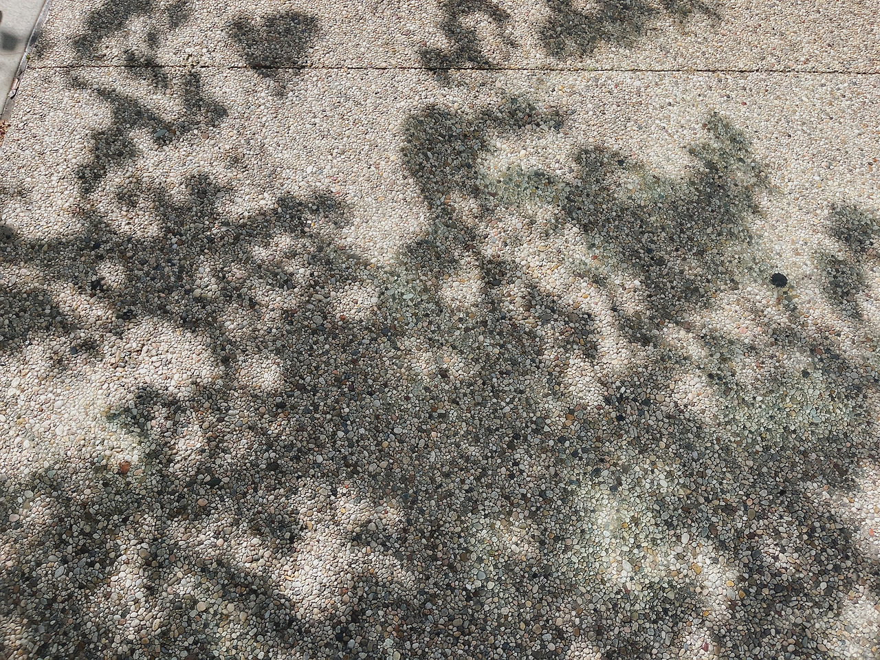 민들레 꽃씨처럼.jpg