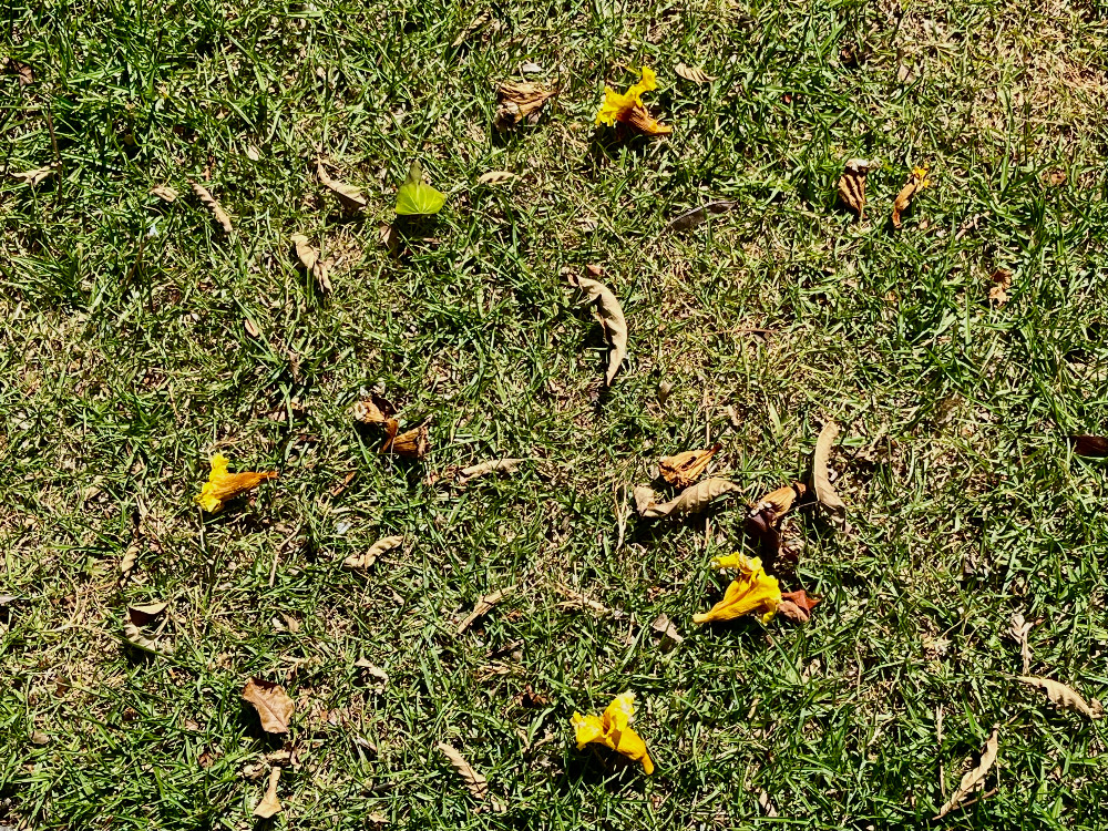 꽃이 진 자리.jpg