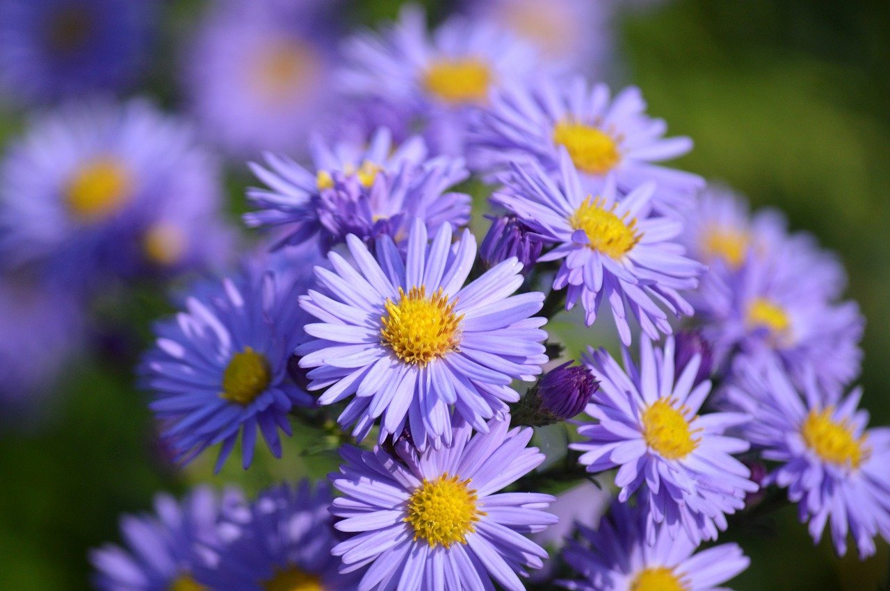 asters-9870320_1280.jpg