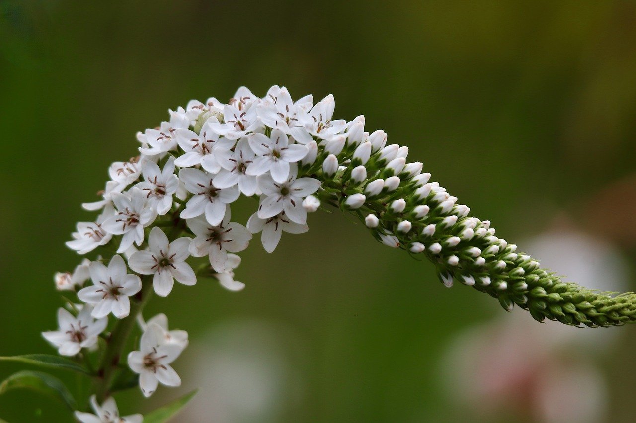 snowfield-9707323_1280 (1).jpg