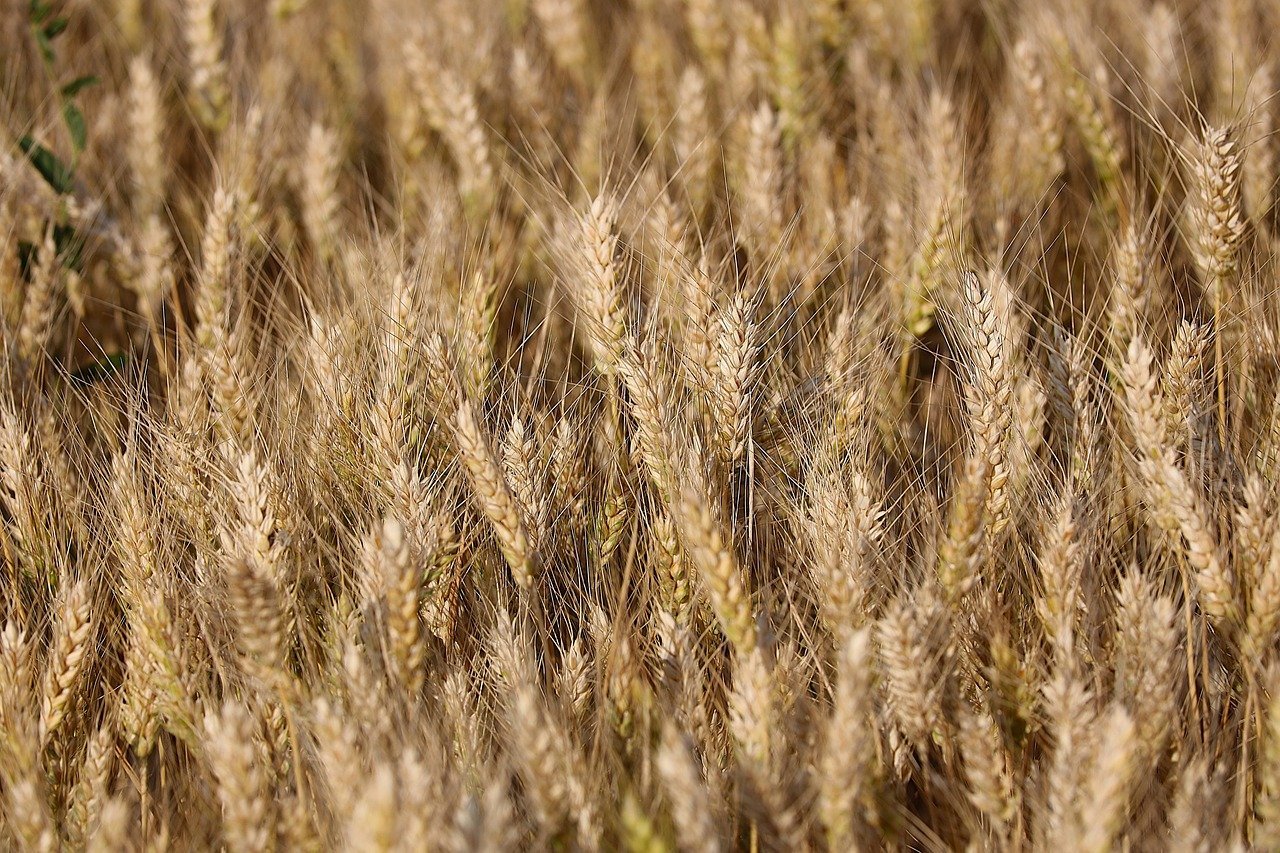 wheat-9676363_1280.jpg
