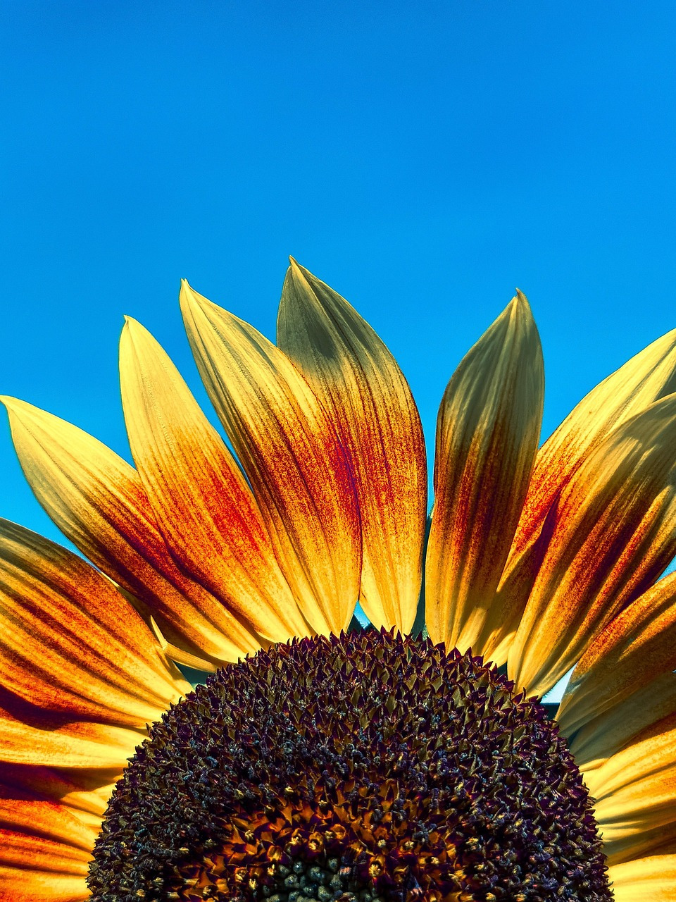 sunflower-8995443_1280.jpg