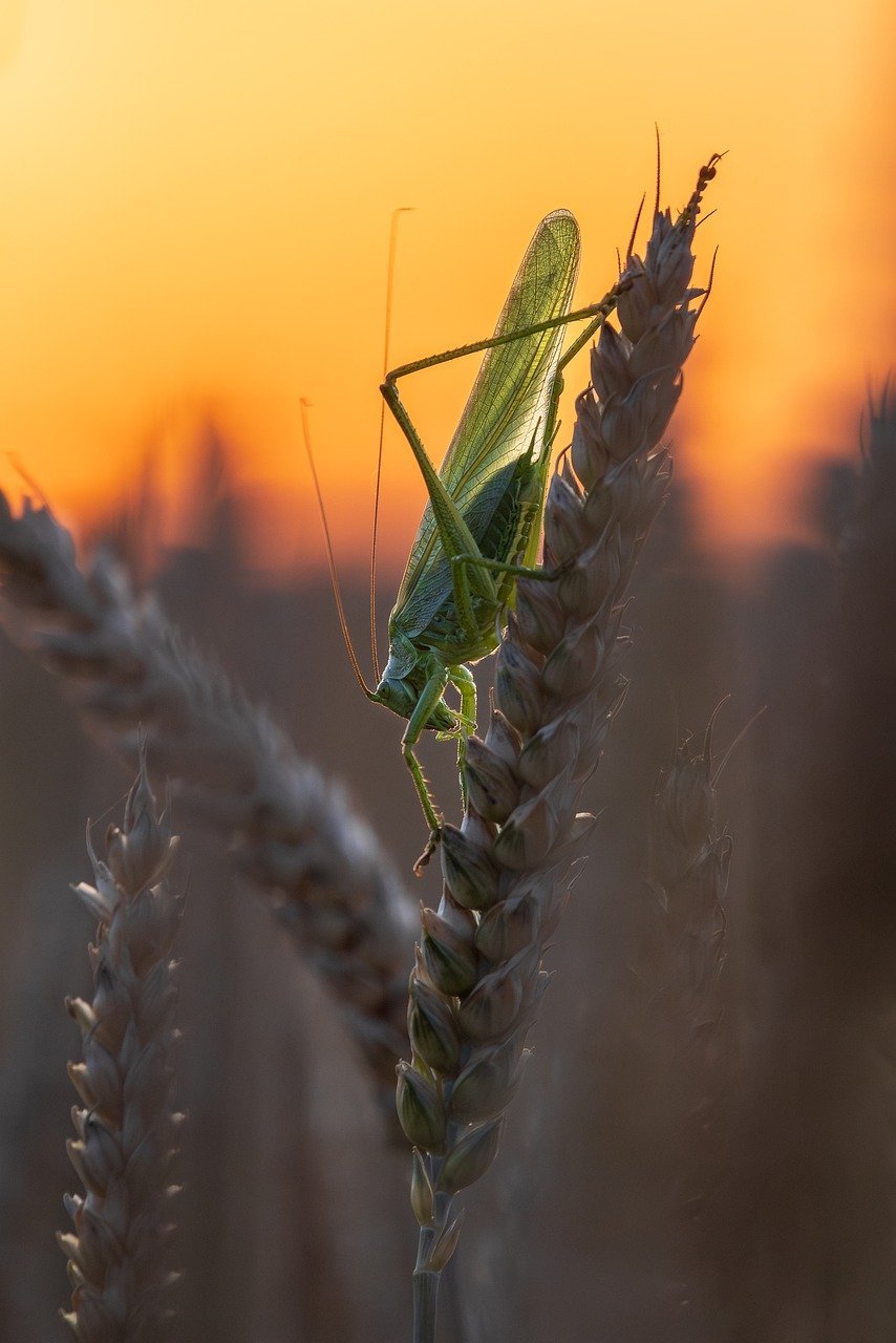 grasshopper-9363974_1280.jpg