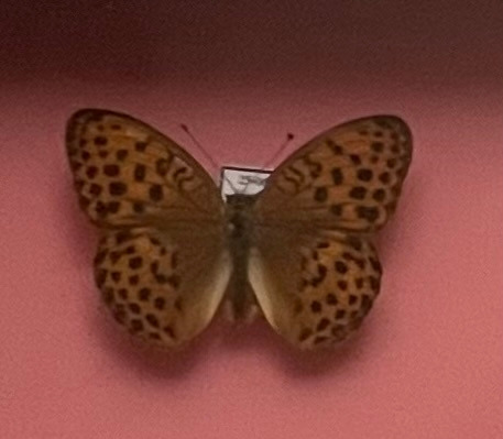 작은 표범나비.jpg