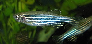 300px-Zebrafisch.jpg