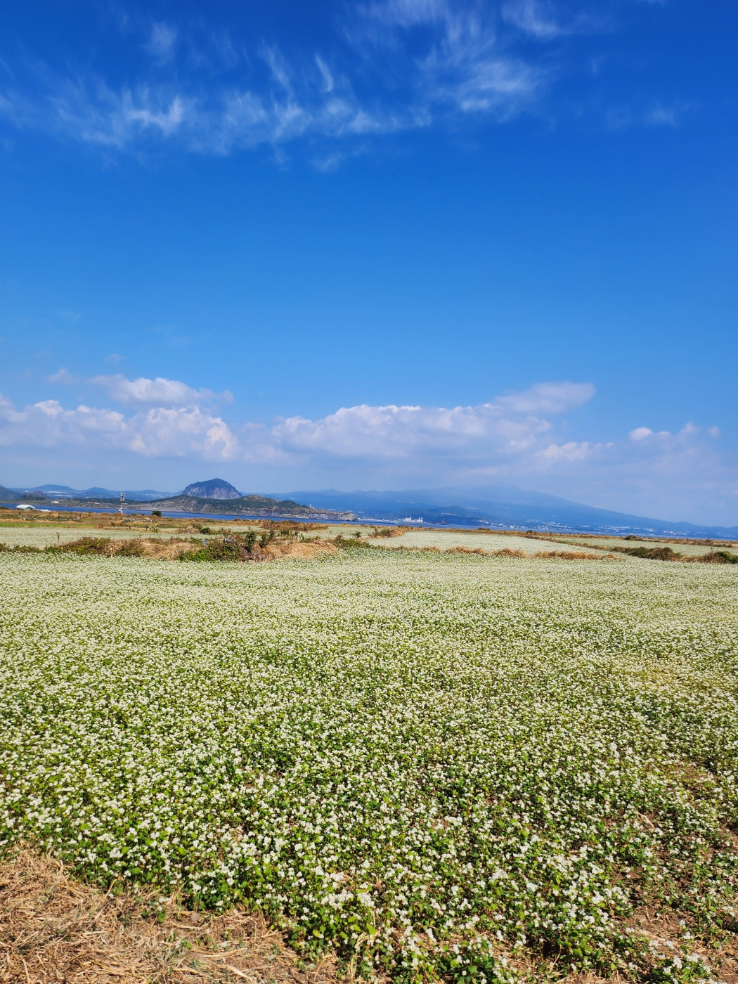 가파도 메밀꽃(가을).jpg