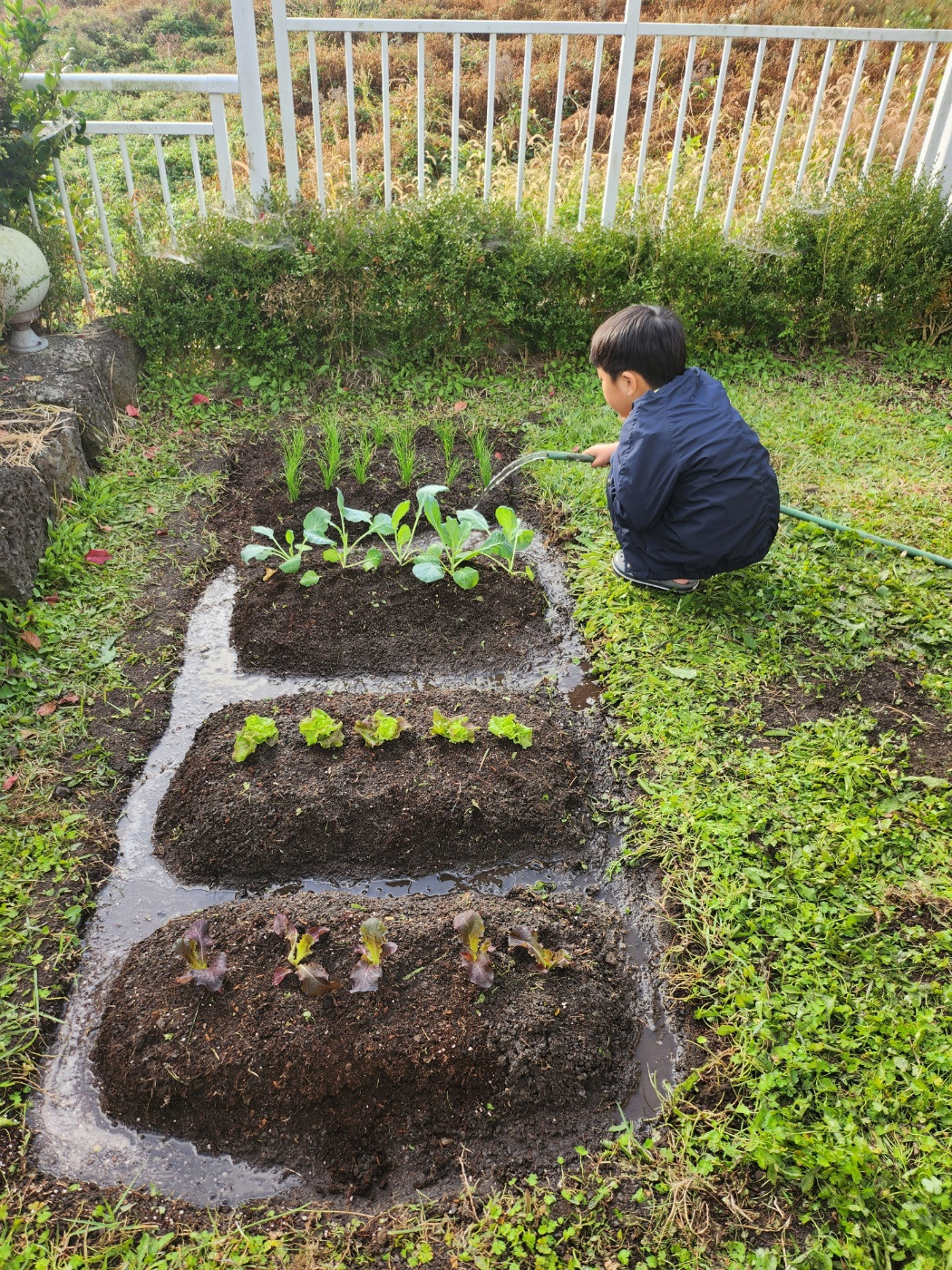 제주집 텃밭.jpg