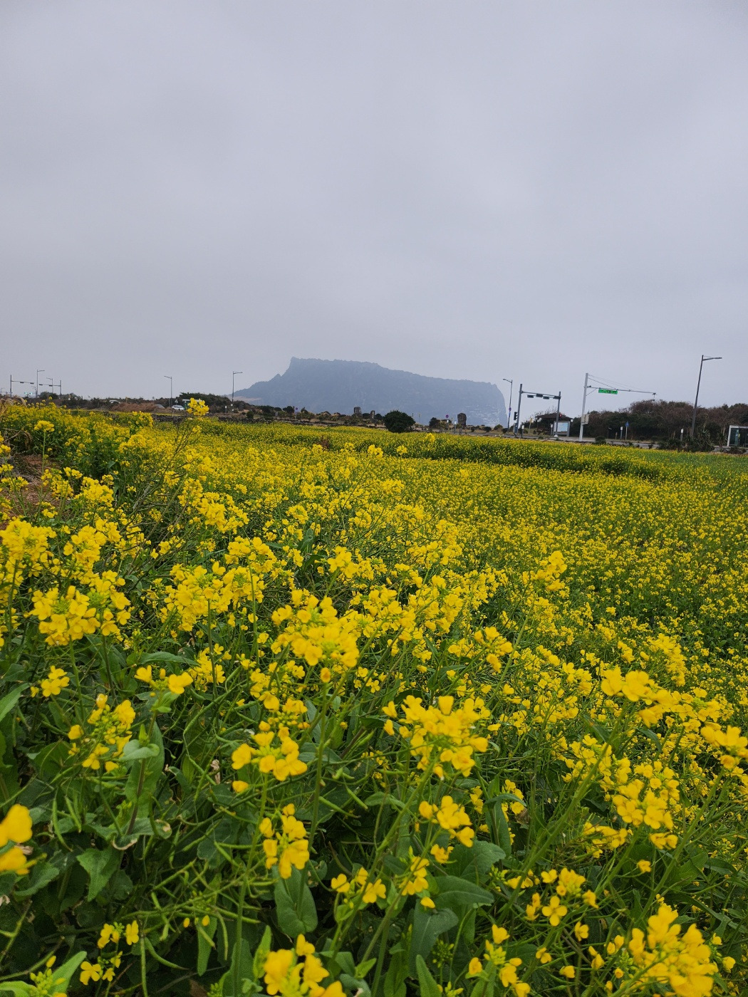 산방산 유채꽃밭2.jpg