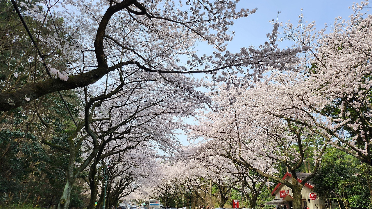 벚꽃터널.jpg