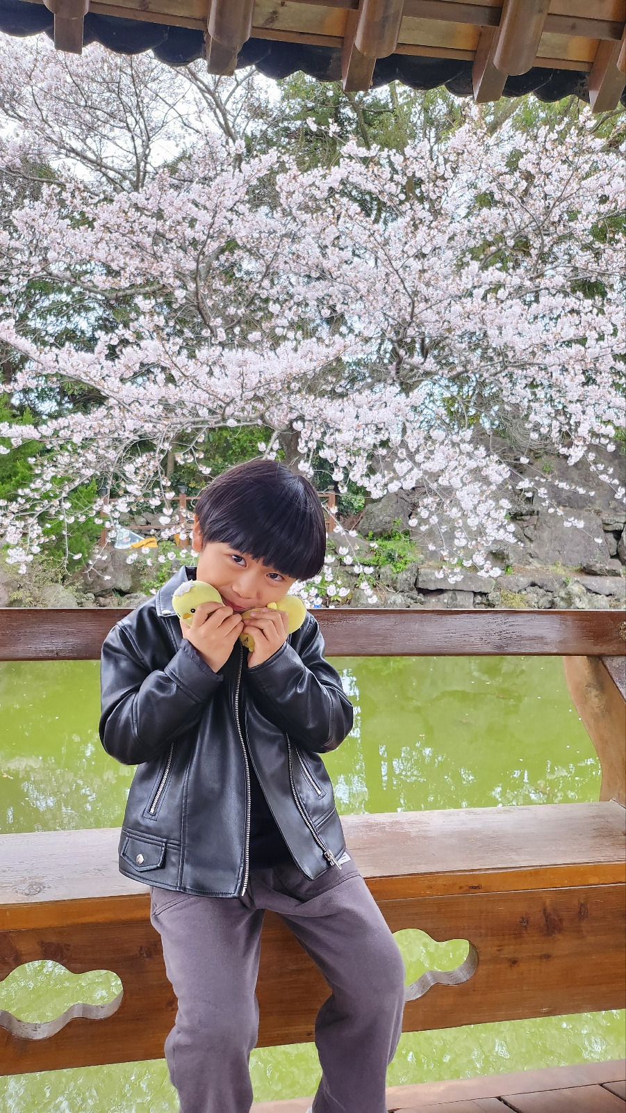 안하준 벚꽃.jpg