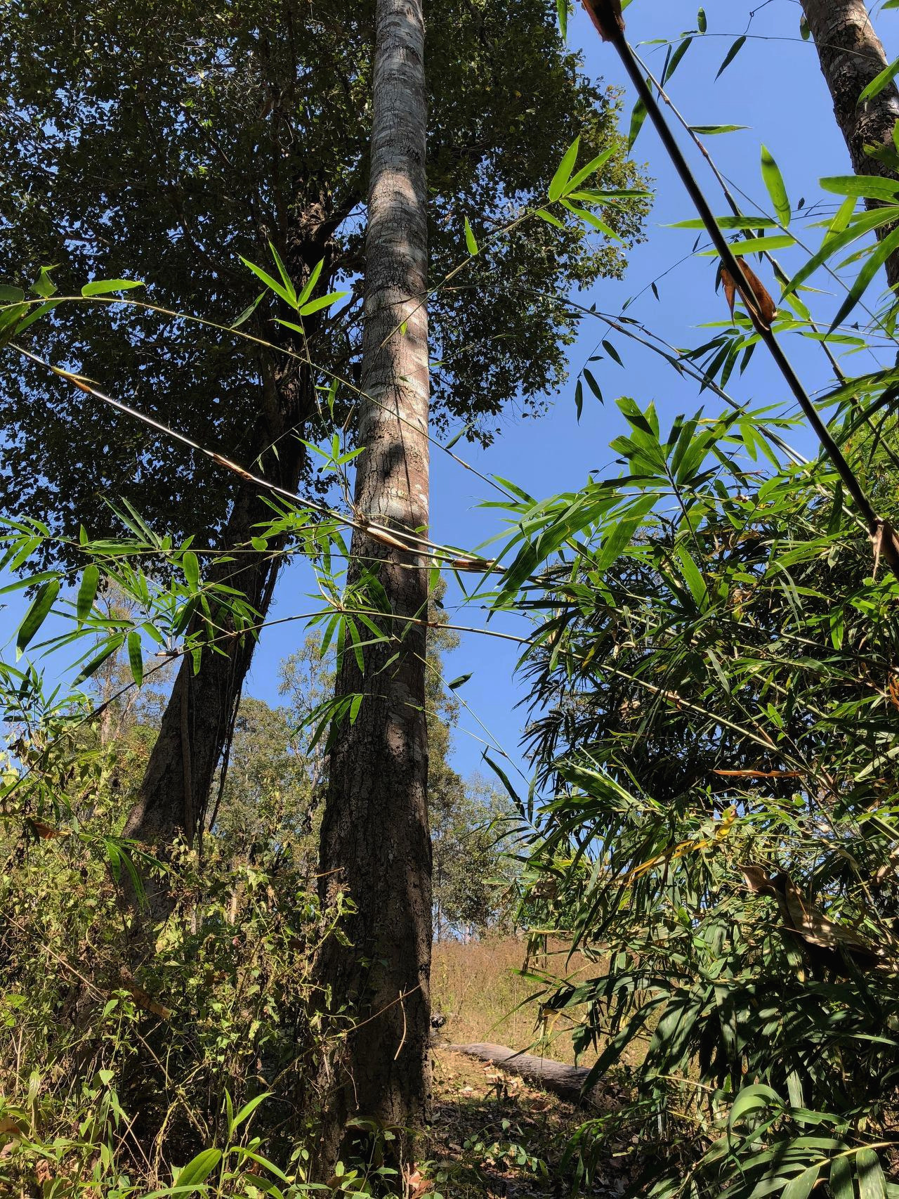 태국 - 1 (16).jpg