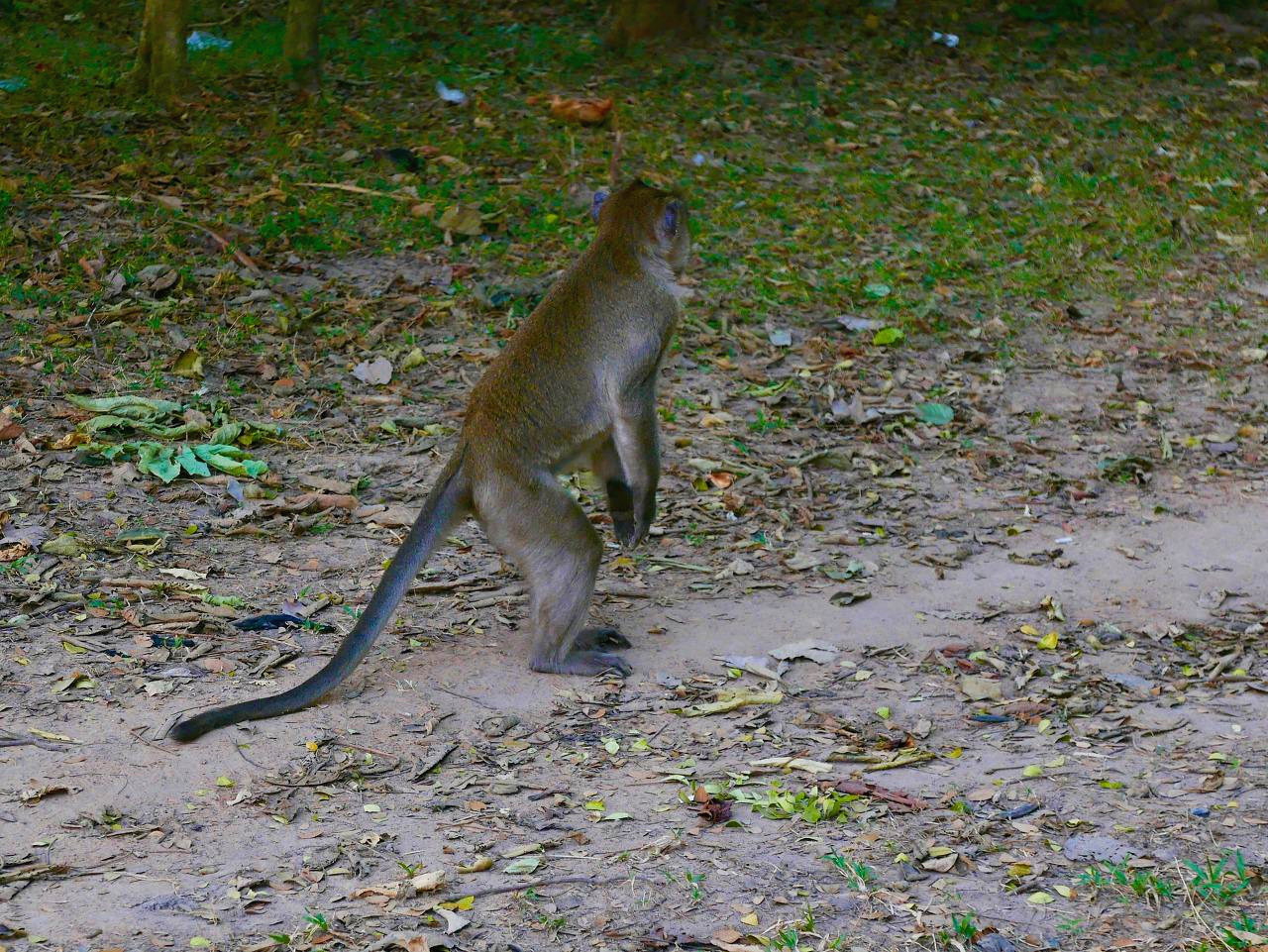 캄보디아 - 1 (20).jpg