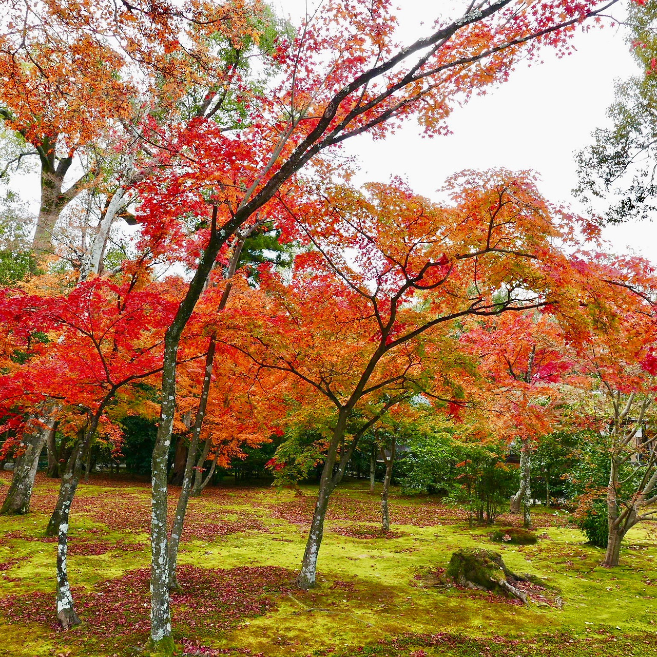 일본 - 1 (8).jpg