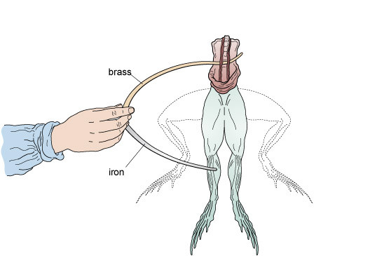 갈바니의 개구리 뒷다리 실험.jpg