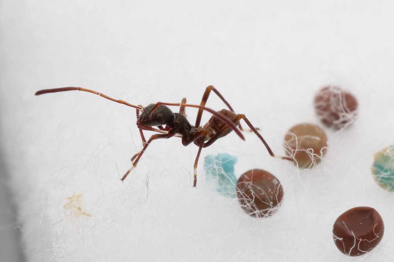 톱다리개미허리노린재(Riptortus clavatus (Thunberg, 1783)) (4).jpg