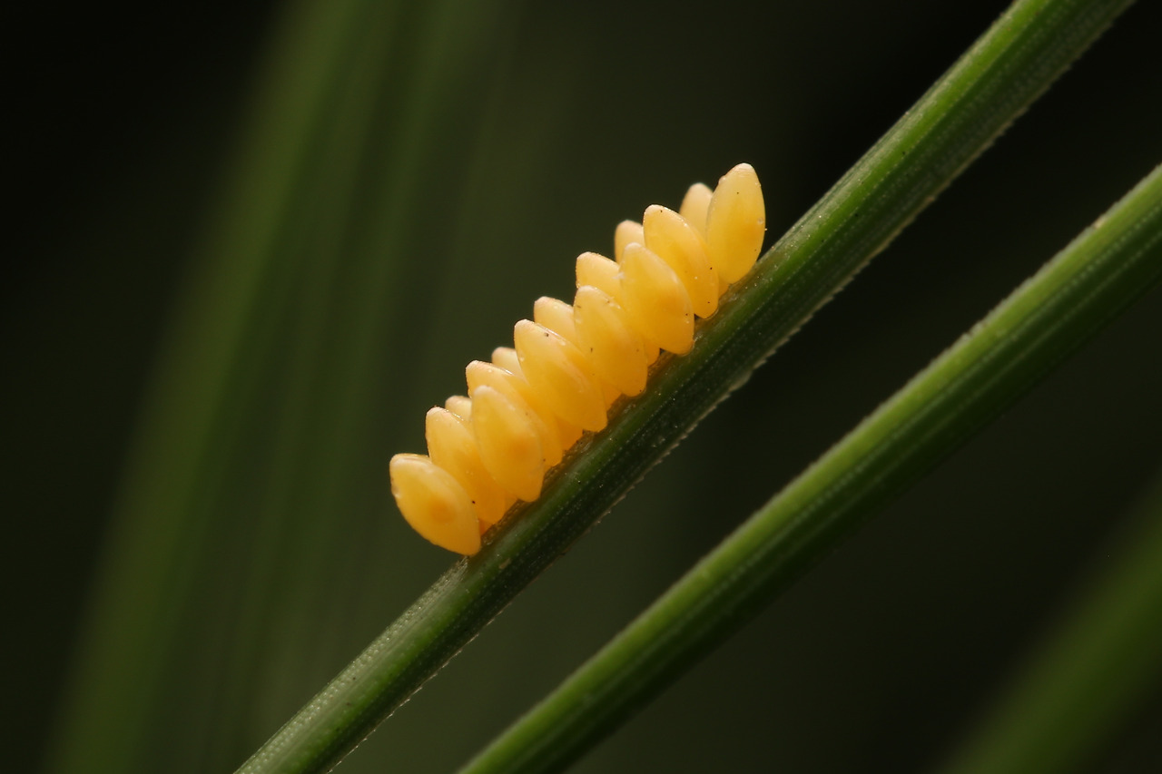 [꾸미기] 3무당벌레(Harmonia axyridis (Pallas, 1773)) (1).jpg