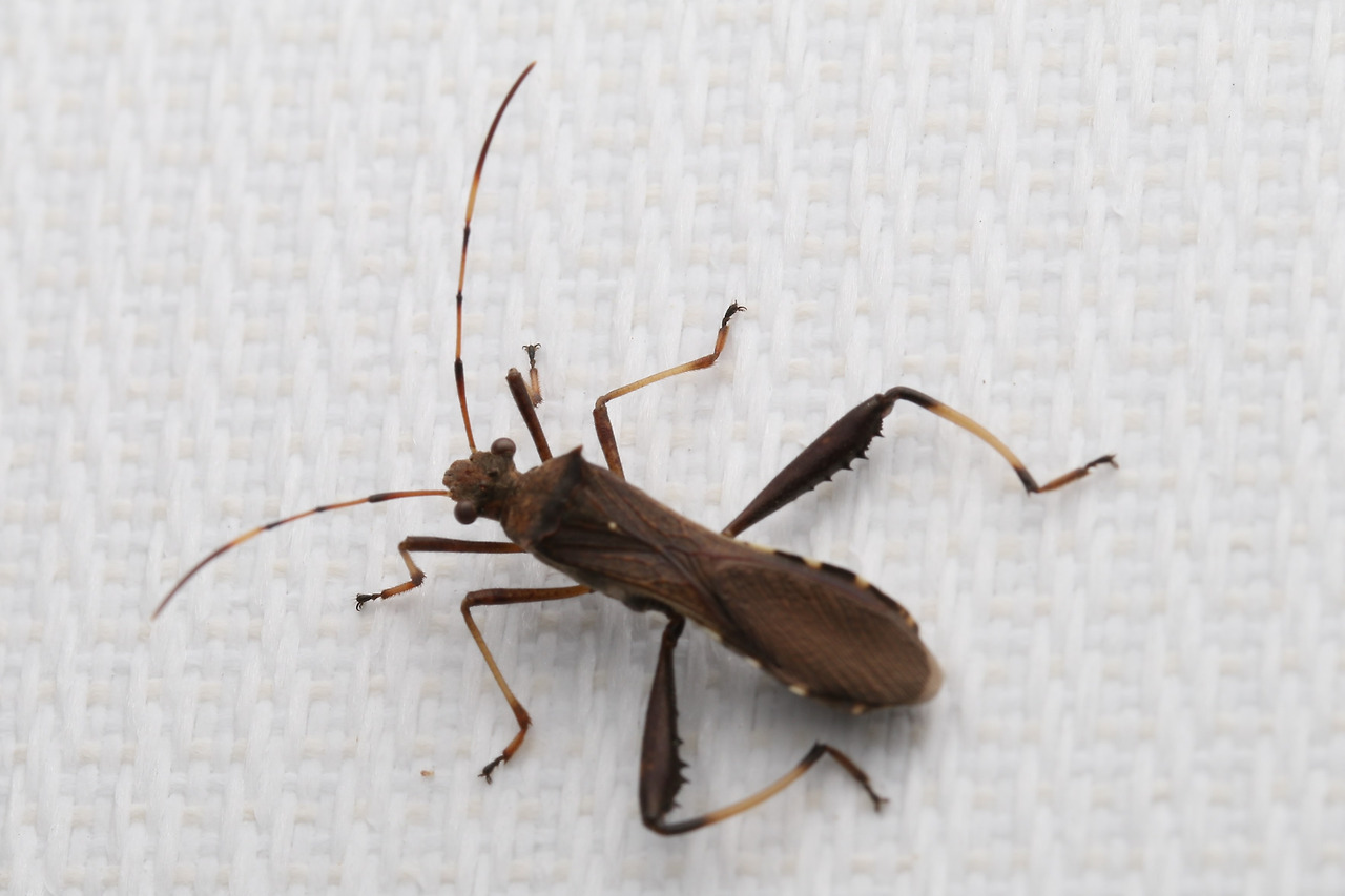 톱다리개미허리노린재(Riptortus clavatus (Thunberg, 1783)) (3).jpg