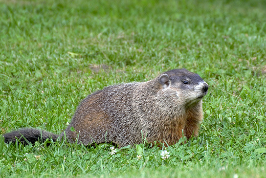 groundhog-woodchick-hunting-in-green-grass.jpg