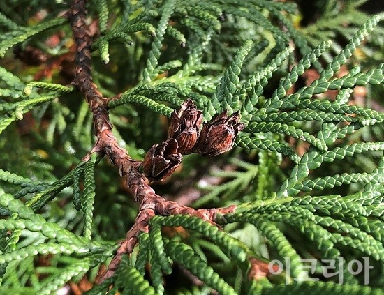 눈측백 열매.jpg