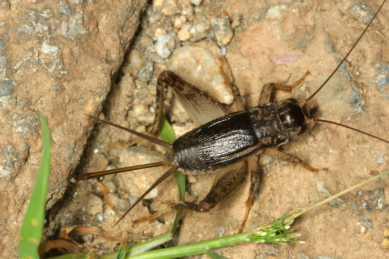 극동귀뚜라미(Velarifictorus (Velarifictorus) micado (Saussure, 1877)).jpg