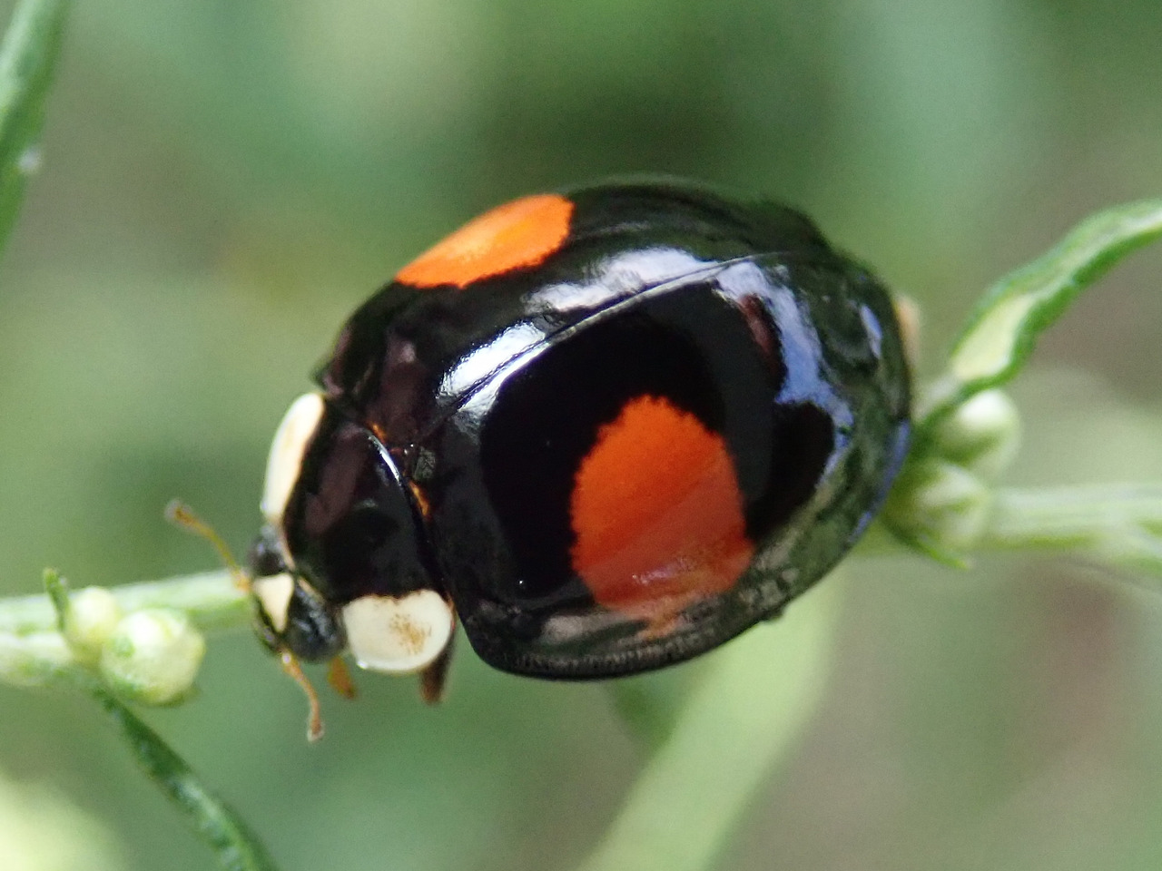 [꾸미기] 2무당벌레(Harmonia axyridis (Pallas, 1773)) (2).jpg