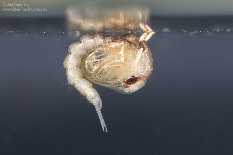 Mosquito-pupa-Culex-sp-01.jpg