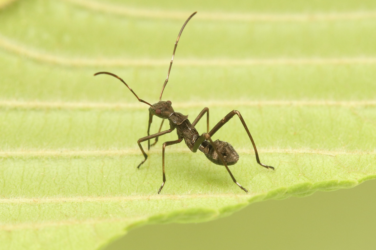 톱다리개미허리노린재(Riptortus clavatus (Thunberg, 1783)) (5).jpg