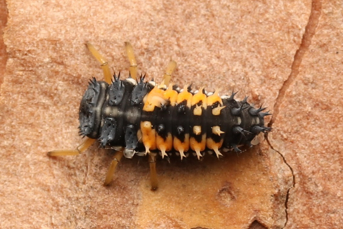 [꾸미기] 3무당벌레(Harmonia axyridis (Pallas, 1773)) (2).jpg