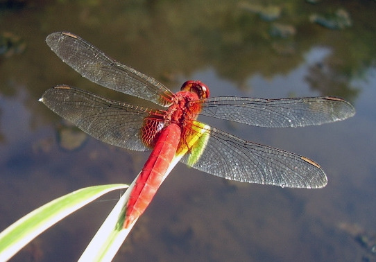 Crocothemis_servilia_mariannae.jpg