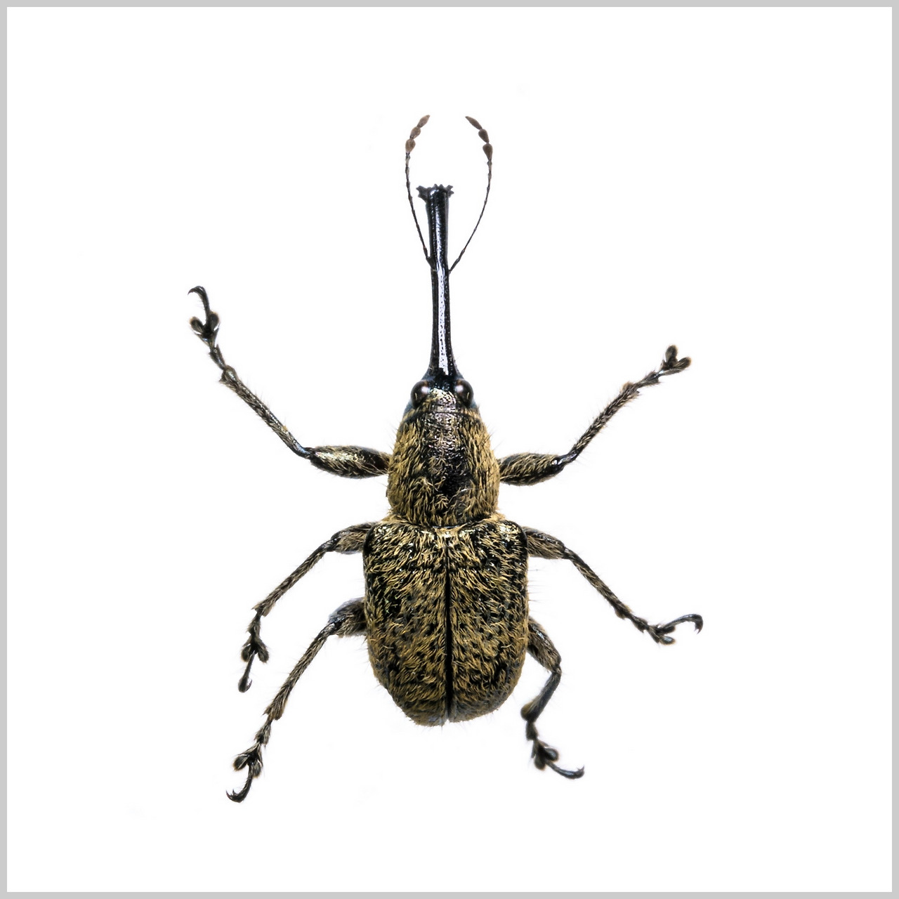 BIMGIN0000330389_2017102316243040645 (1).jpg